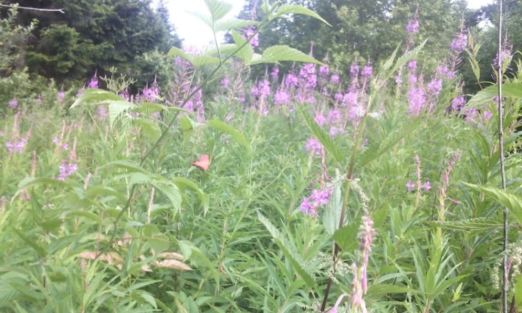 Продам іван-чай ферментований - фото № 2