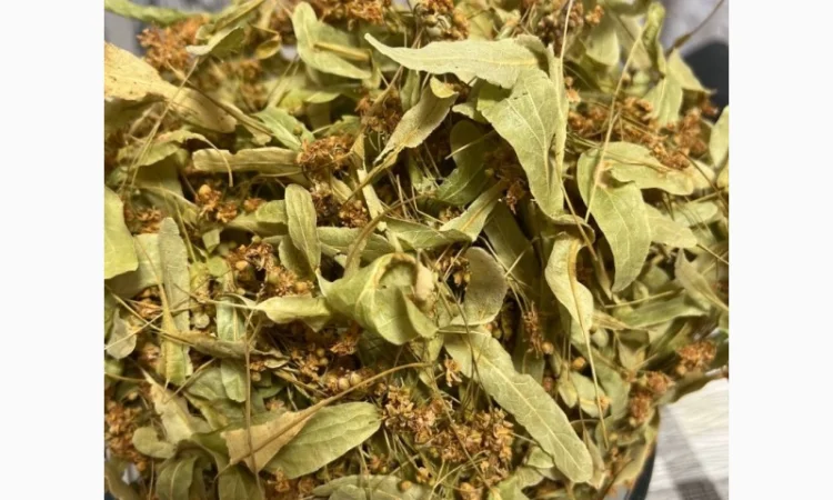 Цвіт липи. Ідеальний стан та зберігання - фото № 2