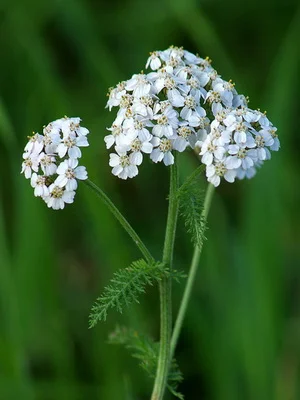 Куплю оптом траву деревію - фото № 1