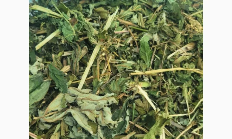 Куплю траву таволги (гадючник) - фото № 1