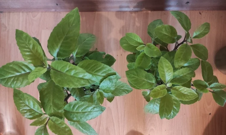 Джинура прокумбенс - фото № 2