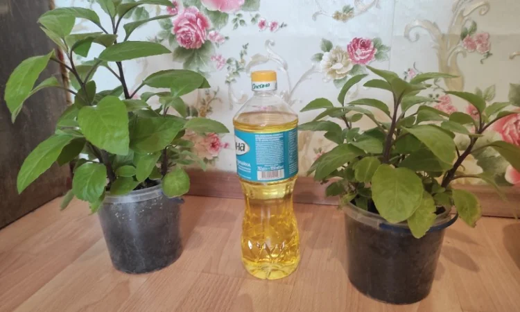 Джинура прокумбенс - фото № 1