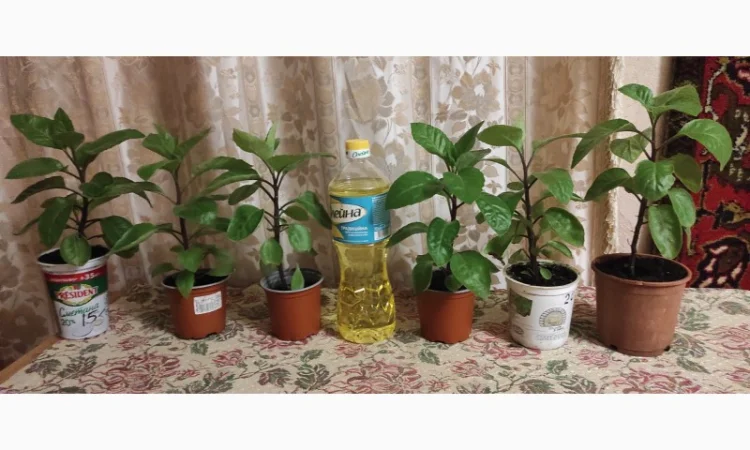 Джинура рослина для лікування - фото № 1