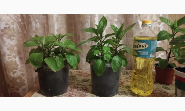 Джинура рослина для лікування - фото № 2