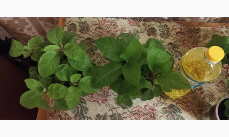 Джинура рослина для лікування - фото № 3