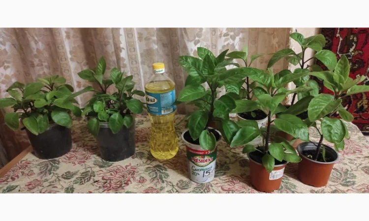 Джинура рослина для лікування - фото № 4