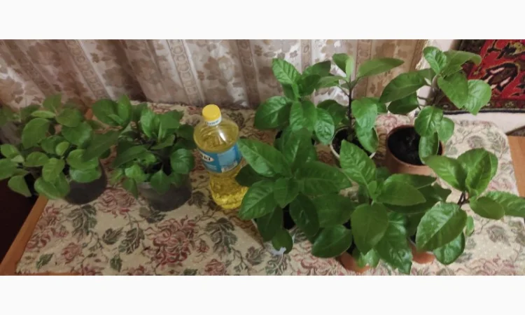 Джинура рослина для лікування - фото № 5