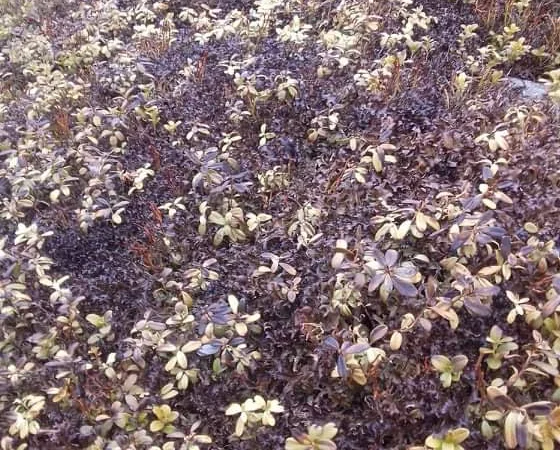 Ісландський мох з карпат - фото № 1