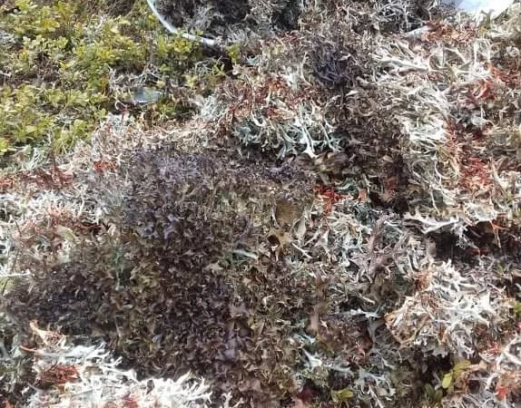 Ісландський мох з карпат - фото № 2