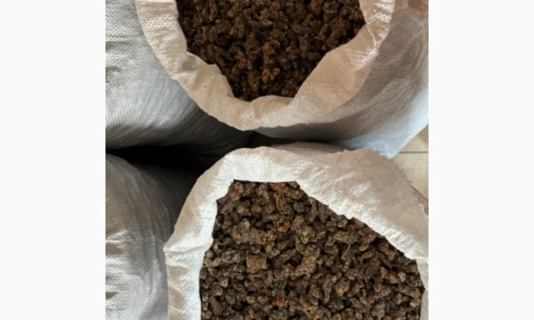 Продам Корінь Калгану (Лапчатка прямостояча) - фото № 1