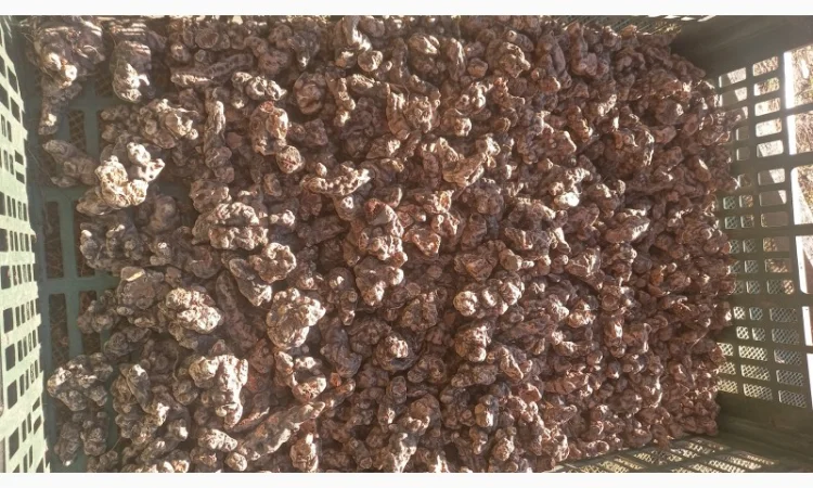 Калган корінь карпатський - фото № 1