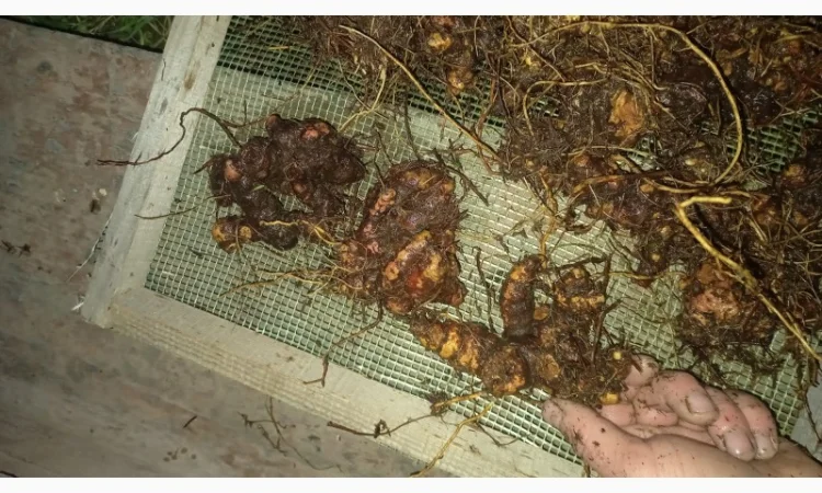 Калган корінь карпатський - фото № 2