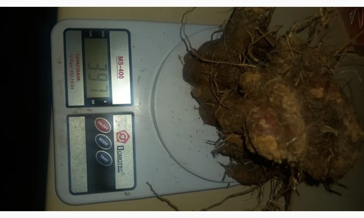 Калган корінь карпатський - фото № 3