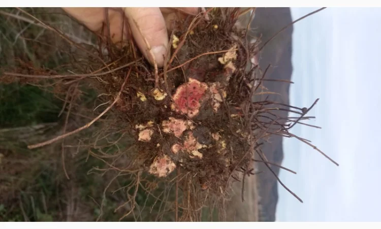 Калган корінь карпатський - фото № 4