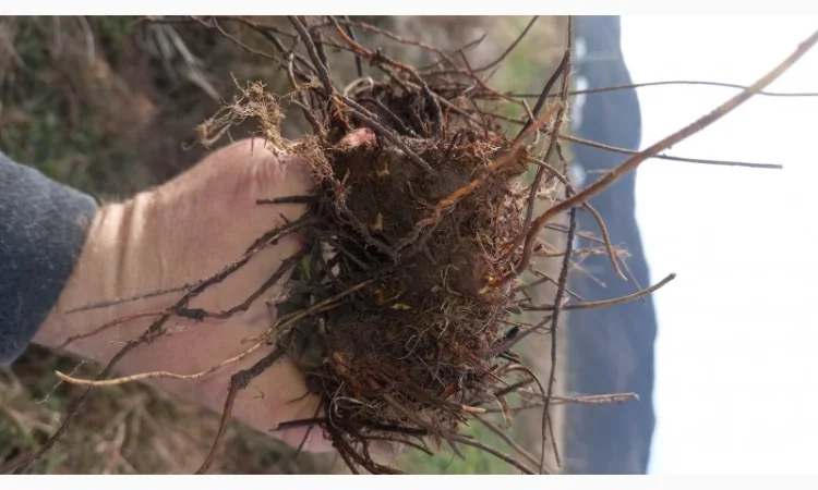 Калган корінь карпатський - фото № 5