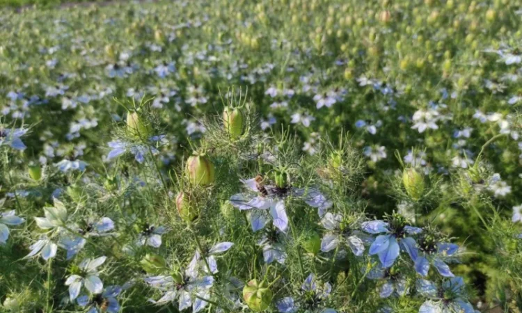 Продам насіння чорнушки дамаської (нігели, чорного тміну) - фото № 1