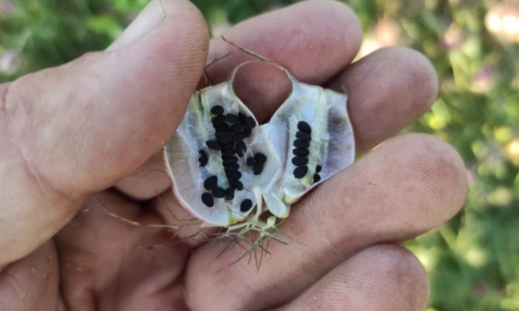 Продам насіння чорнушки дамаської (нігели, чорного тміну) - фото № 2