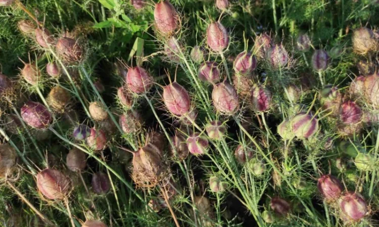 Продам насіння чорнушки дамаської (нігели, чорного тміну) - фото № 3