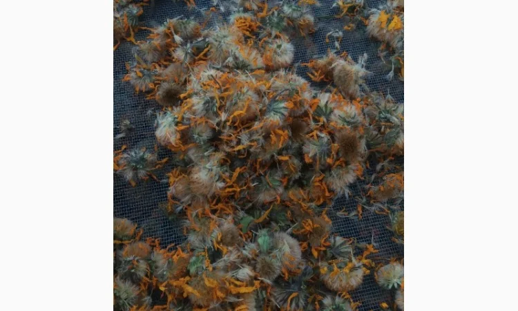 Арника Горная(Arnica Montana) - фото № 1