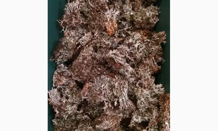 Исландский мох - фото № 1