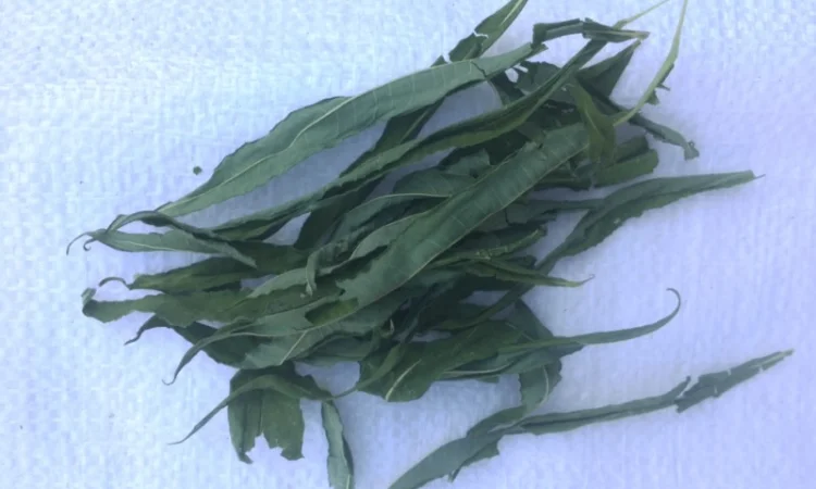 Продаємо лист та траву Іван чая - фото № 1