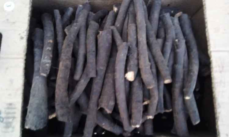 Корень живокоста - окопника, круглый год - фото № 1