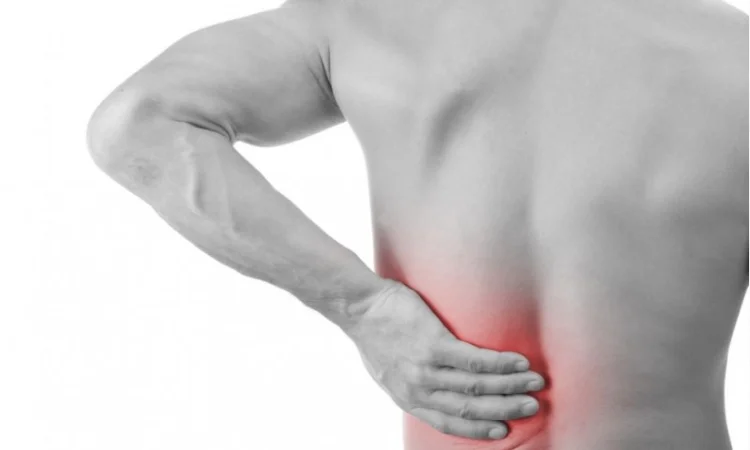 Корень живокоста - окопника, круглый год - фото № 4