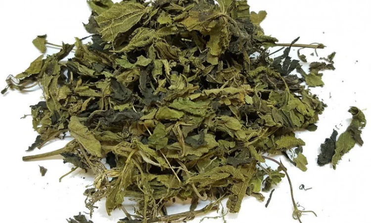 Крапива двудомная лист - фото № 1