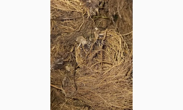 Продам корінь валеріани - фото № 1