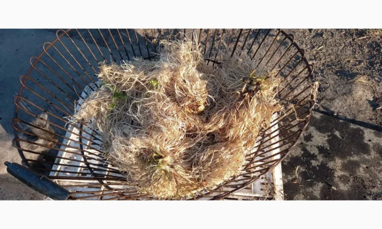 Продам корінь валеріани - фото № 2