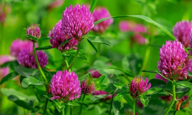 Закуповуємо цвіт конюшини червоної ДОРОГО - фото № 1