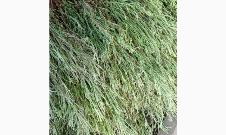 Кіпрей дрібноквітковий - фото № 1