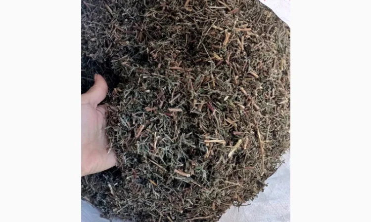 Кіпрей дрібноквітковий - фото № 2