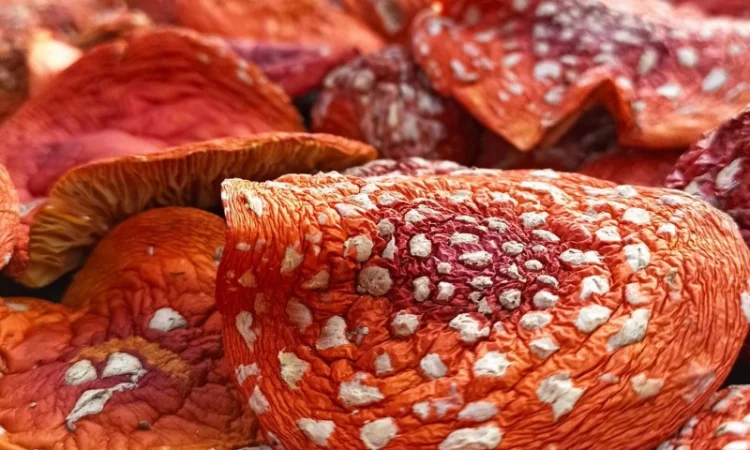 Микродозинг мухомора красного пантерного Ежовик Кордицепс Рейши - фото № 1