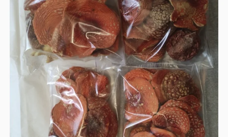 Микродозинг мухомора красного пантерного Ежовик Кордицепс Рейши - фото № 2