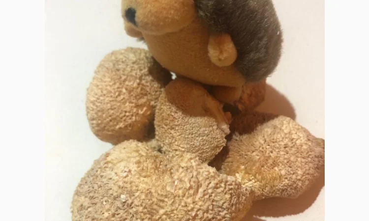 Микродозинг мухомора красного пантерного Ежовик Кордицепс Рейши - фото № 4