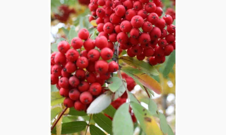 Закупаем Сухую ягоду Бузины, красную рябину, шиповник - фото № 1