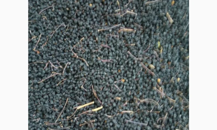 Закупаем ягоду Бузины, красную рябину, шиповник, боярышник.Только сухую - фото № 1