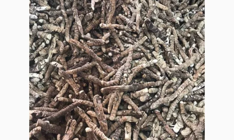 Закупаем корень и корневища валерьяны, аира, калгана, алтея - фото № 1