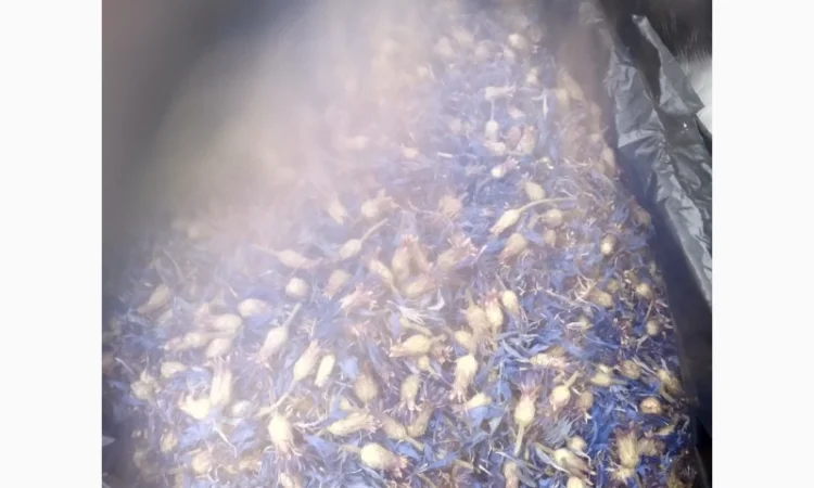 Продам квіти волошки сушені - фото № 1