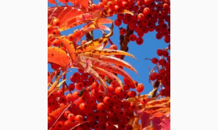 Купим Красную Рябину.СУХУЮ - фото № 1