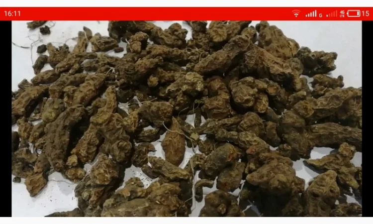 Закупаем сухой корень калгана, алтея, кульбабы, лопуха, аира - фото № 1