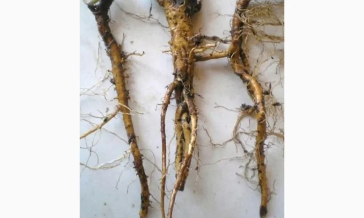 Закупаем лист и корень одуванчика, корень лопуха, девесила, алтея, аира по Украине, корень - фото № 1