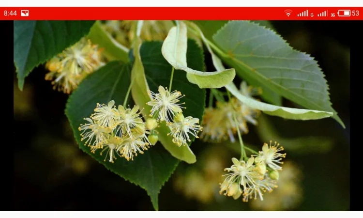 Закупаем цвет бузины, сухую ягоду бузины, цвет липы, деревий, зверобой, чебрец - фото № 1