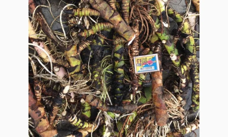 Куплю корень Аира, калгана, Алтея, живакость, окопникв сухом виде либо сырой.Оплата наличными - фото № 1