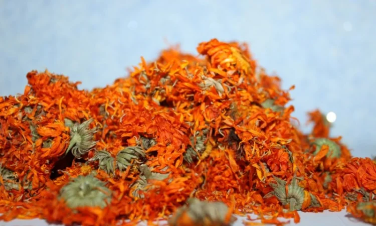 Куплю квіти календули (нагідки) - фото № 1