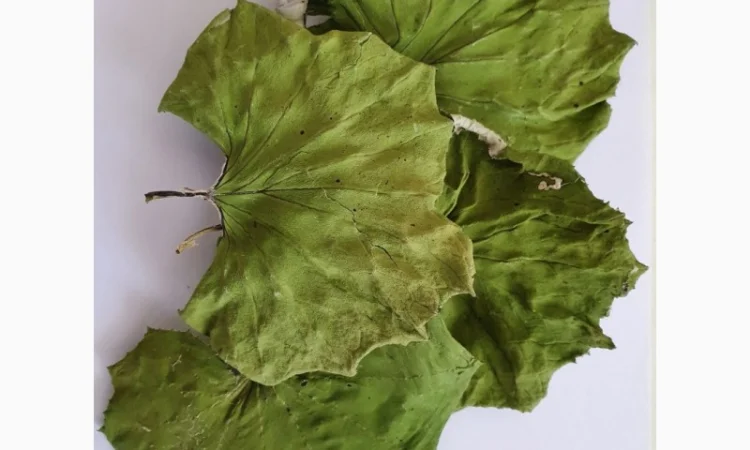 Купуємо лист мати-й-мачухи - фото № 1