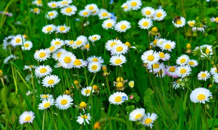 Куплю цвіт стокротки багаторічної - фото № 2