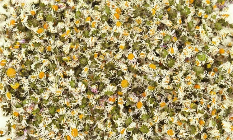 Куплю цвіт стокротки багаторічної - фото № 1