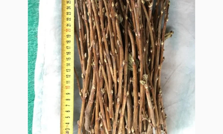 Продам бруньки смородини оптом - фото № 1